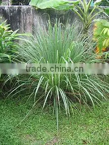 Lemon Grass thumbnail-1