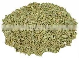 Sweet Fennel thumbnail-1