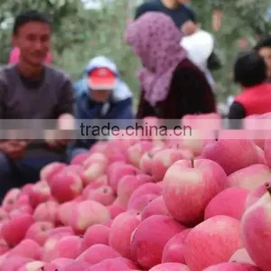 Best Price China Red Fuji Apples thumbnail-1