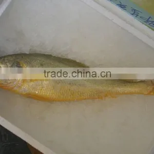 2016 Newly Coming Fresh Frozen Yellow Croaker thumbnail-3