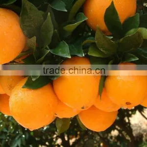 Fresh Gannan Navel Orange, Best Quality China Navel Orange thumbnail-6