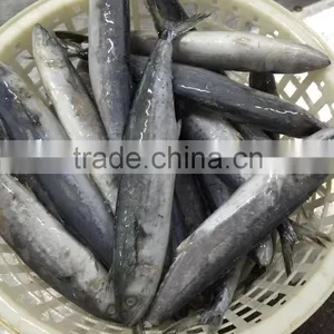 Bulk Packing Good Quality Spanish Mackerel Frozen On Board thumbnail-1