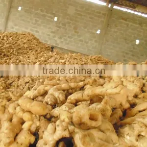 New Ginger From Viet Nam 2015 - 2016 thumbnail-1