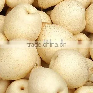 Ya Pear From China New Crop thumbnail-1
