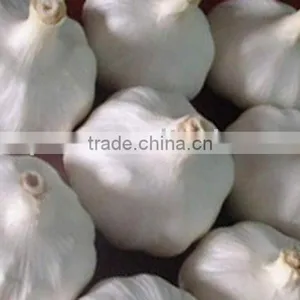 Fresh Pure White Garlic thumbnail-1