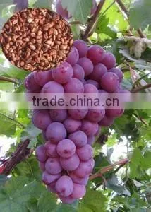 2016 High Germination Rate Grape Seed For Growing thumbnail-5