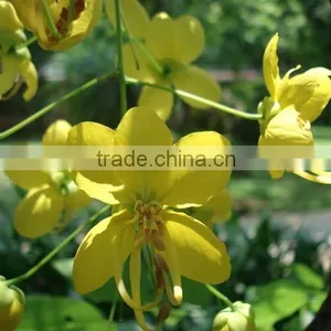 Cassia Fistula Tree thumbnail-5