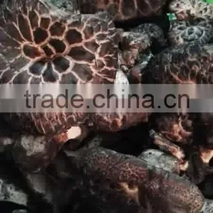 New Crop of Dried Sarcodon Aspratus thumbnail-2