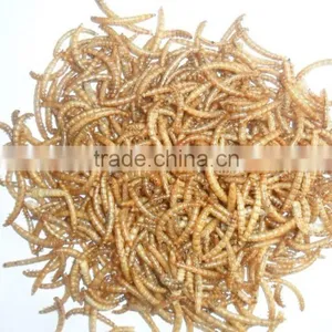Bird Food Dried Crickets // Dried Mealworms // Grasshopper thumbnail-2