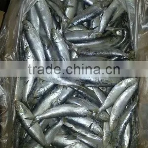 Sardine Varieties thumbnail-2