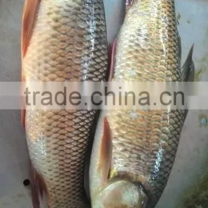 Rohu Fish/ Ruhu Fish/ Roho Labeo/ Labeo Rohita thumbnail-1