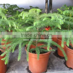 Araucaria Cunninghamii thumbnail-3