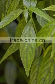 Andrographis Paniculata Herb thumbnail-1