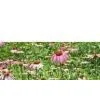 Echinacea Purpurea Extract thumbnail-1