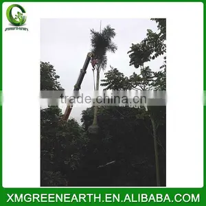 Wodyetia Bifurcata - Foxtail Palm (5) thumbnail-2