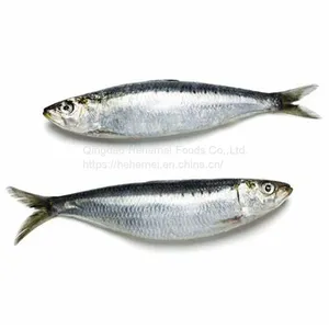 Sardine Fish Export Frozen Sardine Fish Whole Round Frozen Sardine Fish thumbnail-1
