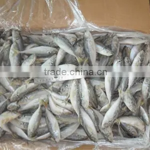 China Export Frozen Horse Mackerel Fish 160-200pcs thumbnail-4