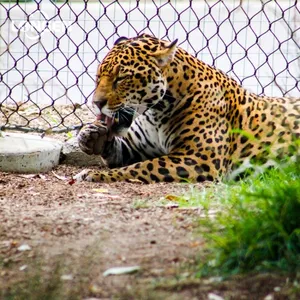 High Strength Stainless Steel Zoo Mesh for Tiger, Lion, Leopard, Monkey Enclosure Mesh Zoo Fence thumbnail-3