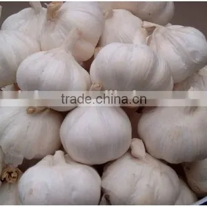 Pure White Garlic thumbnail-5