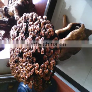 Natural LingZhi From Own Farm;For Show; for Eat; for Tea;Ganoderma Lucidum;China Traditional Medical; thumbnail-3