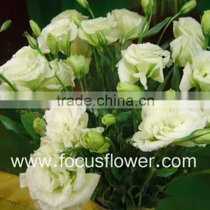 Wide Varieties Fresh Cut Flower Color Lisianthus Purple Lisianthus Flowers From Yunnan, China thumbnail-1