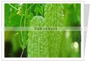 Bitter Melon thumbnail-1