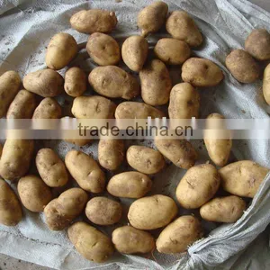 Fresh Potato thumbnail-1