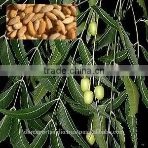 Neem Seed Oil (Co2) thumbnail-1