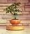 Air Bonsai Pots Air Plant Pots in China thumbnail-3