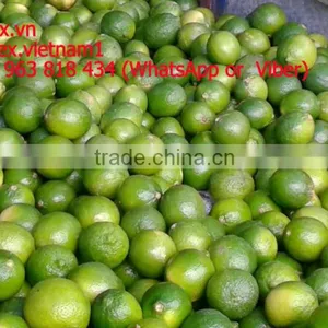 Fresh Lemon High Quality Seedless Gimex thumbnail-2