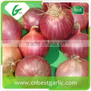 Dehydrated Fresh Onion Buyers thumbnail-4