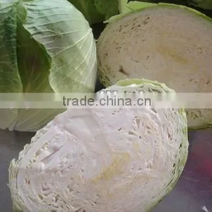Fresh Chinese White Cabbage thumbnail-1
