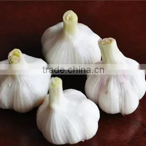 China Garlic Price 2016 thumbnail-4