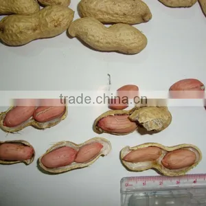 Peanut Inshell thumbnail-2