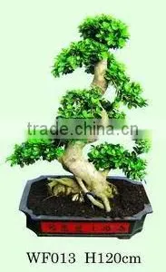 Bonsai Ficus thumbnail-1