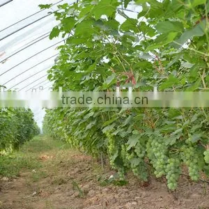 Coextruded PE Cover Film PE Greemhouse Film for Grape Greenhouse thumbnail-1