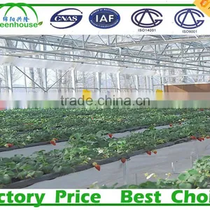 Commercial Climate Control Strawberry Greenhouse With Thermal System thumbnail-1