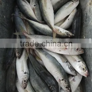 Superior Quality 18CM China Made Frozen Fresh Horse Mackerel thumbnail-2