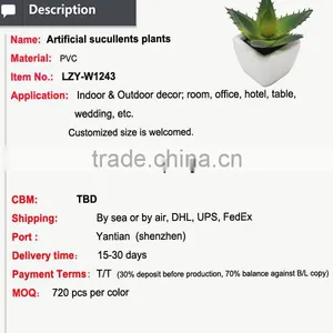 Hot Sale Miniascape of Aloe Vera Mini Plant for Office Supply thumbnail-2