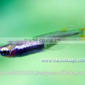 Rasbora Fish For Sale and Export thumbnail-5