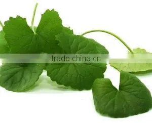 Gotu Kola thumbnail-1