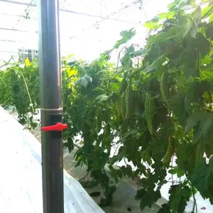 Hybrid Bitter Gourd Seeds/bitter Melon Seeds For Sale No.77 thumbnail-4
