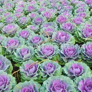Heat Resistant f1 Hybrid Cabbage Seeds thumbnail-4