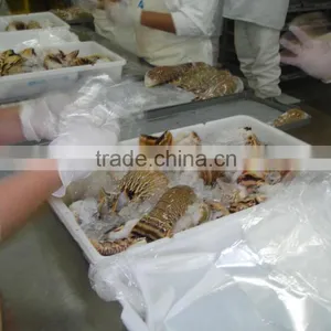 Frozen Lobster Tails thumbnail-4