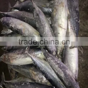 Competitive Price Frozen Tuna Fish Auxis Thazard thumbnail-4