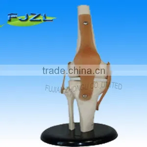 Deluxe Functional Knee Joint Anatomical Skelet Model For School Teaching thumbnail-1