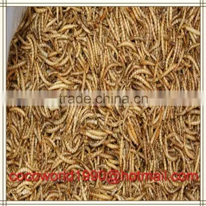 Dried Mealworms Good for Birds/dried Mealworms Good for Birds/dried Mealworms thumbnail-3