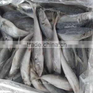 October New Season Frozen Horse Mackerel for Sale thumbnail-1