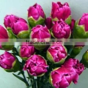 Real Touch Carnation Flowers Cut for Wholesale thumbnail-1