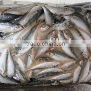 Frozen Horse Mackerel 80-100g New Arrival thumbnail-1